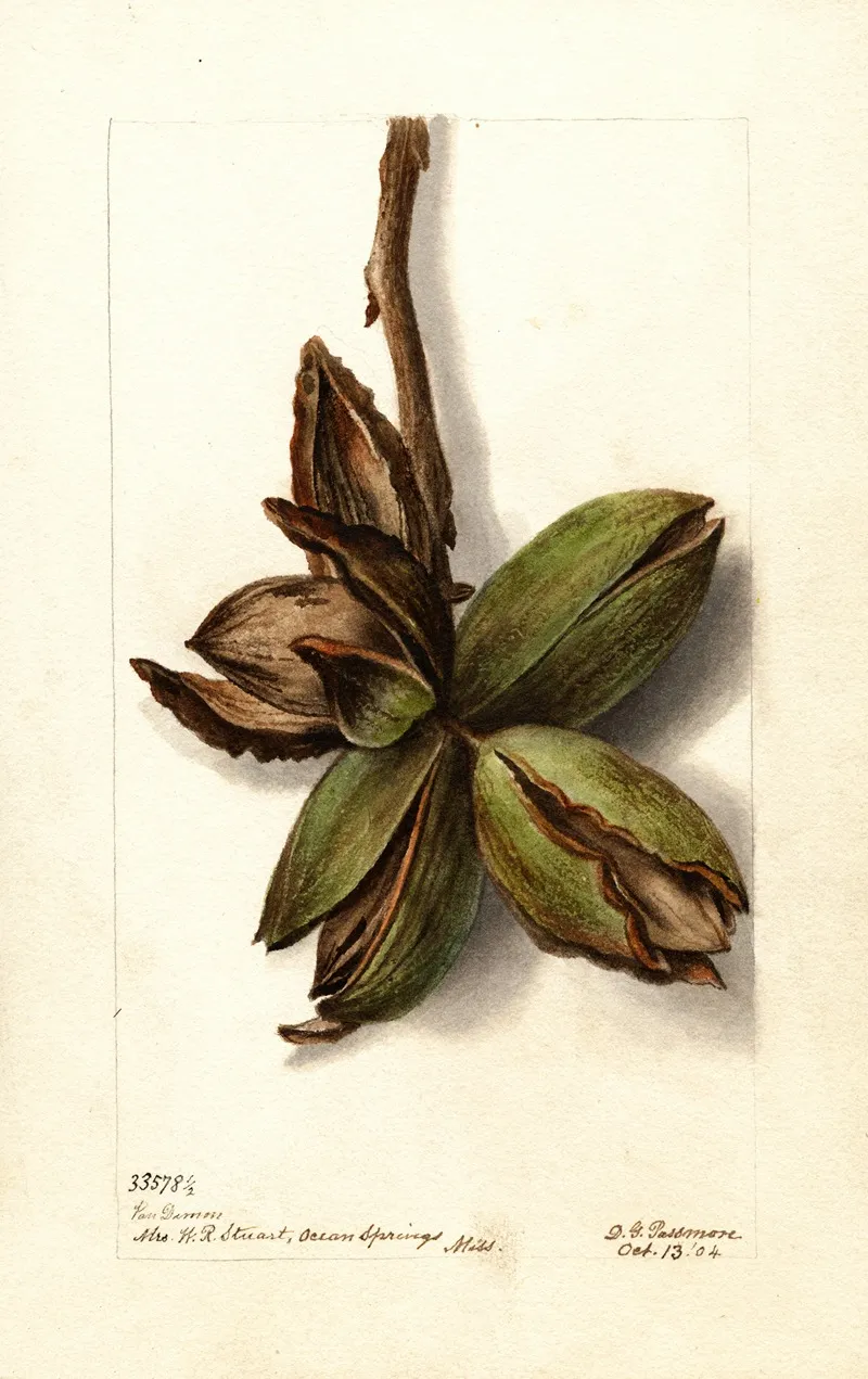 Carya Van Deman by Deborah Griscom Passmore - Canvas Print