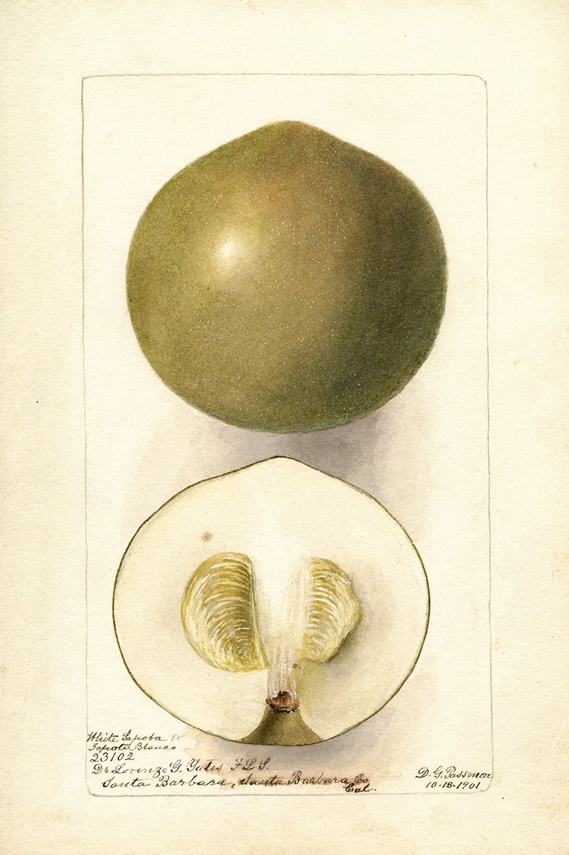 Casimiroa Edulis Zapota Blanco