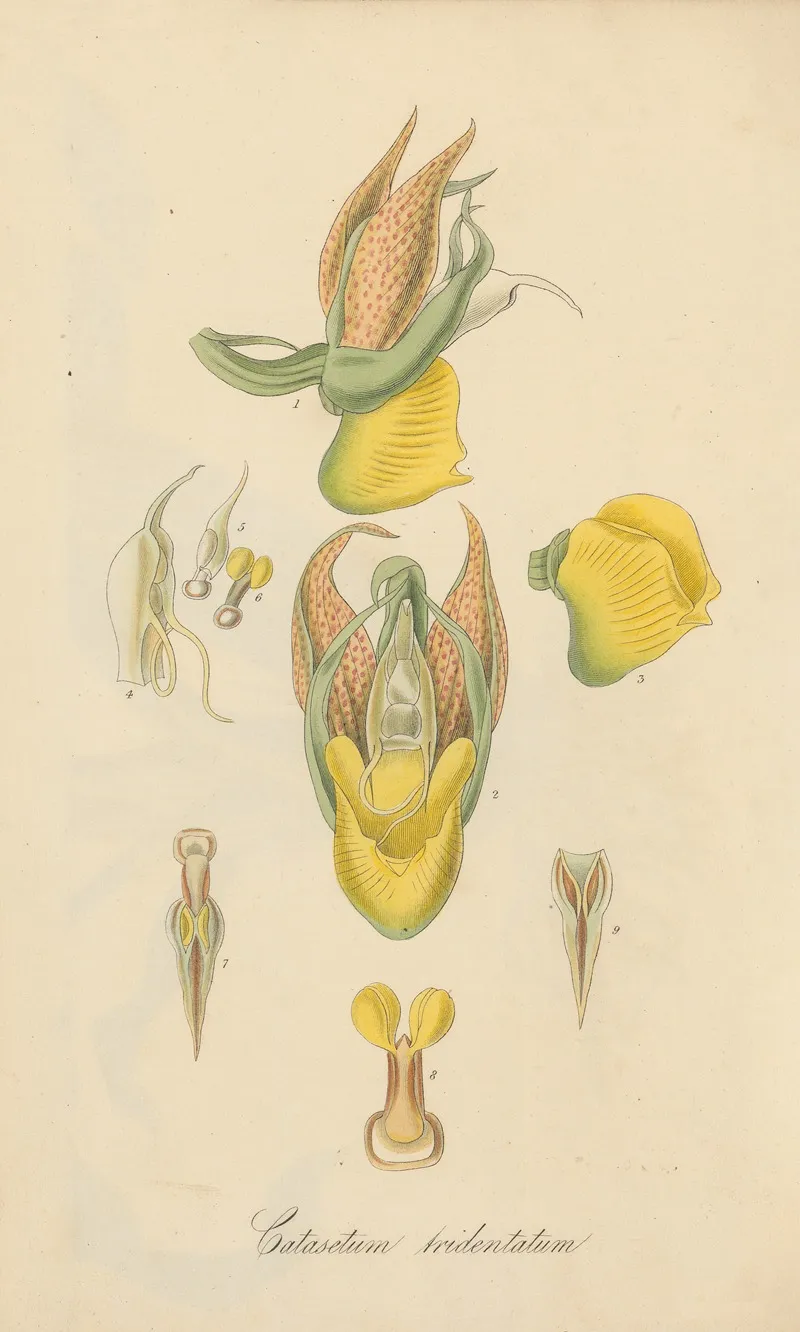 Catasetum Tridentatum