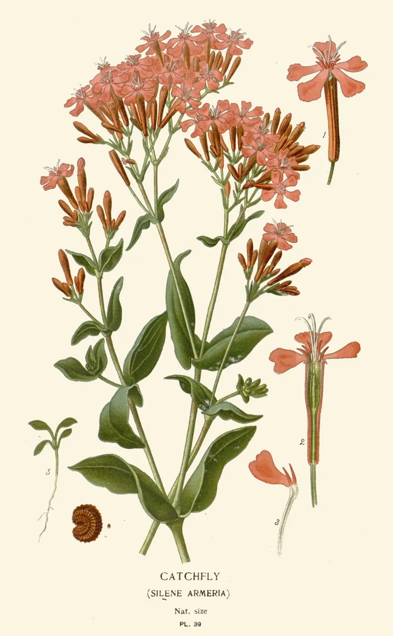 Catchfly by Edward Step - Canvas Print