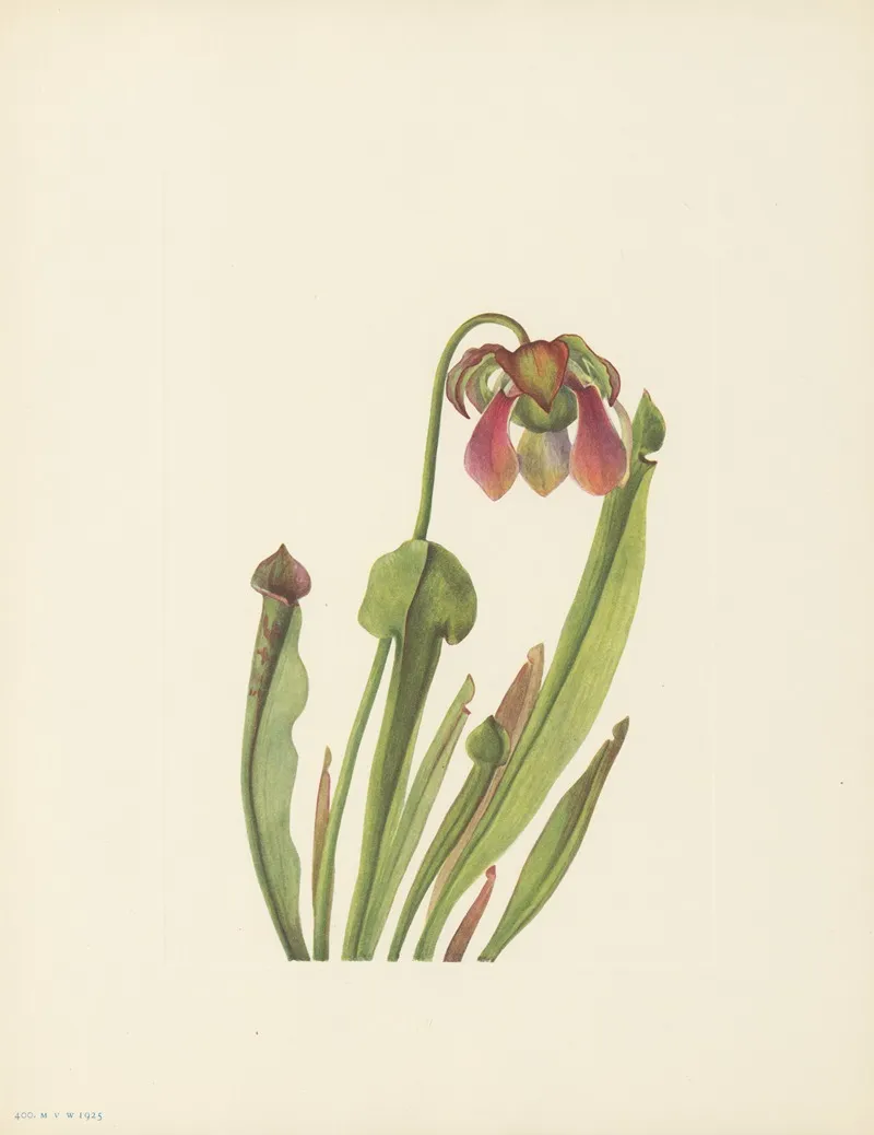 Catesby Pitcherplant Sarracenia Catesbaei 2