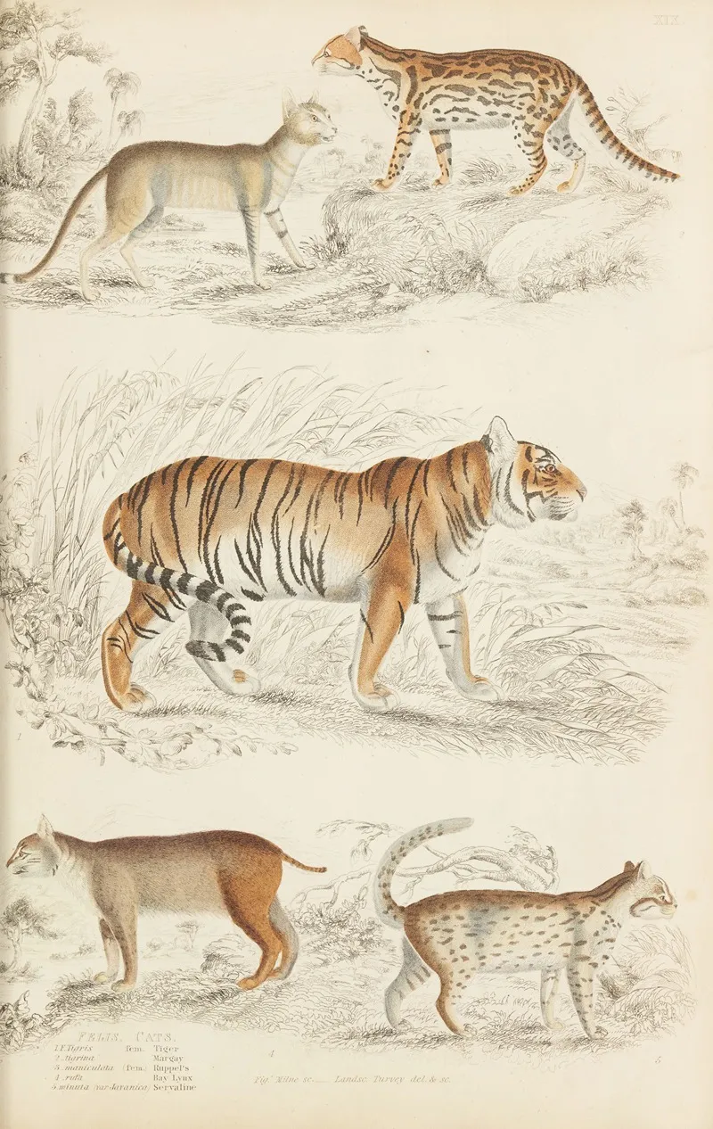 Cats 9 by William MacGillivray - Canvas Print