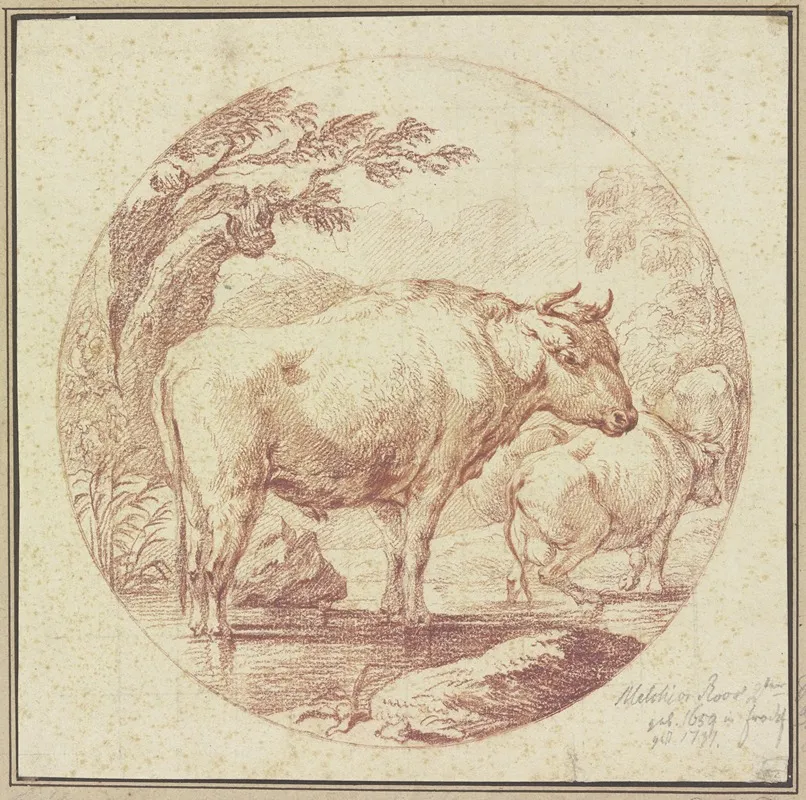 Cattle Drinking