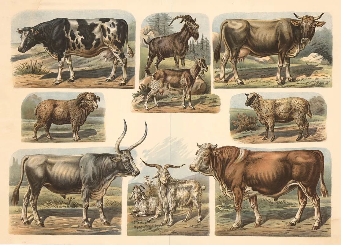 Cattle Sheep And Goats