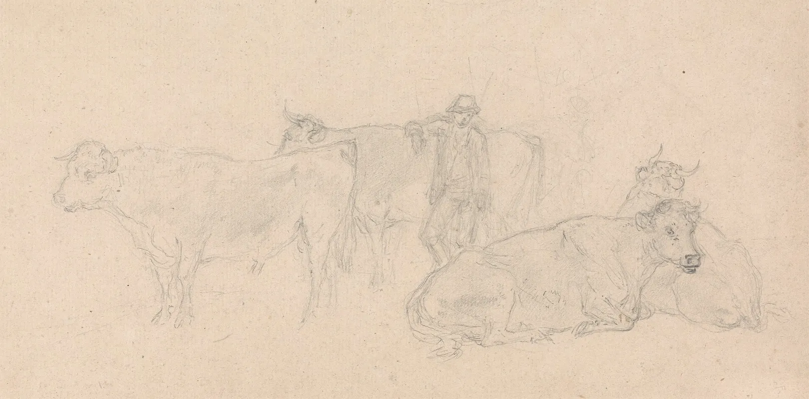 Cattle With A Farmer In Their Midst