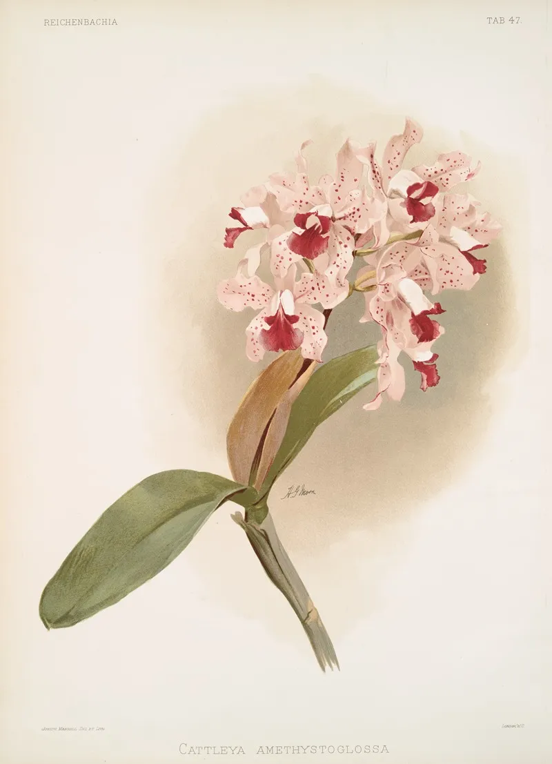 Cattleya Amethystoglossa 2 by Frederick Sander - Canvas Print