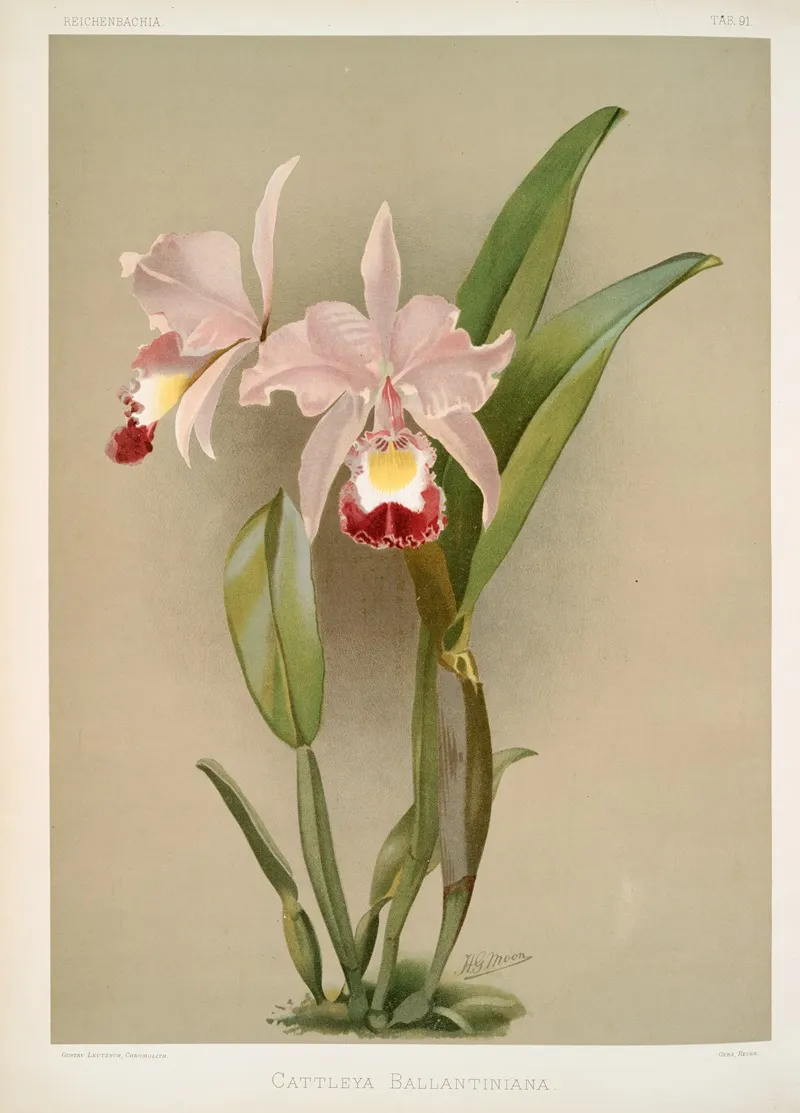 Cattleya Ballantiniana