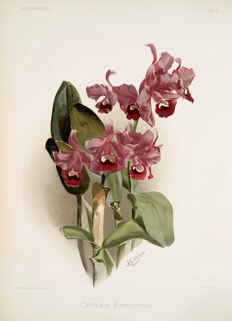 Cattleya Bowringiana by Frederick Sander - Canvas Print