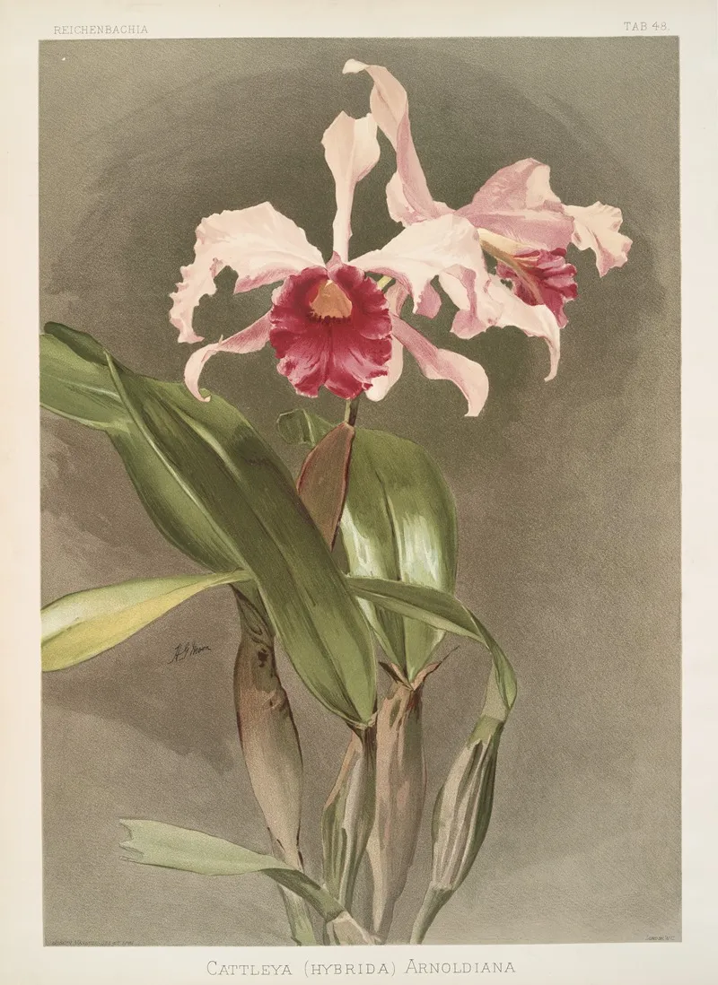 Cattleya Hybrida Arnoldiana by Frederick Sander - Canvas Print