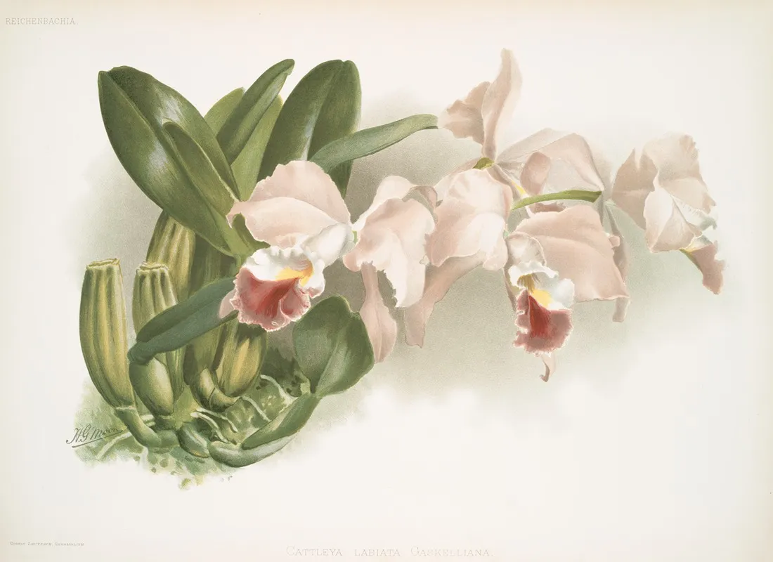 Cattleya Labiata Gaskelliana by Frederick Sander - Canvas Print