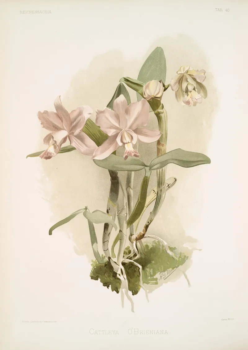 Cattleya Obrieniana by Frederick Sander - Canvas Print
