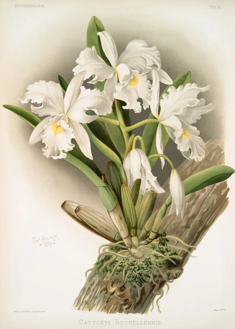 Cattleya Rochellensis by Frederick Sander - Canvas Print