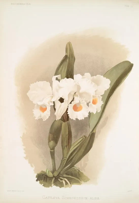 Cattleya Schroederoe Alba by Frederick Sander - Canvas Print