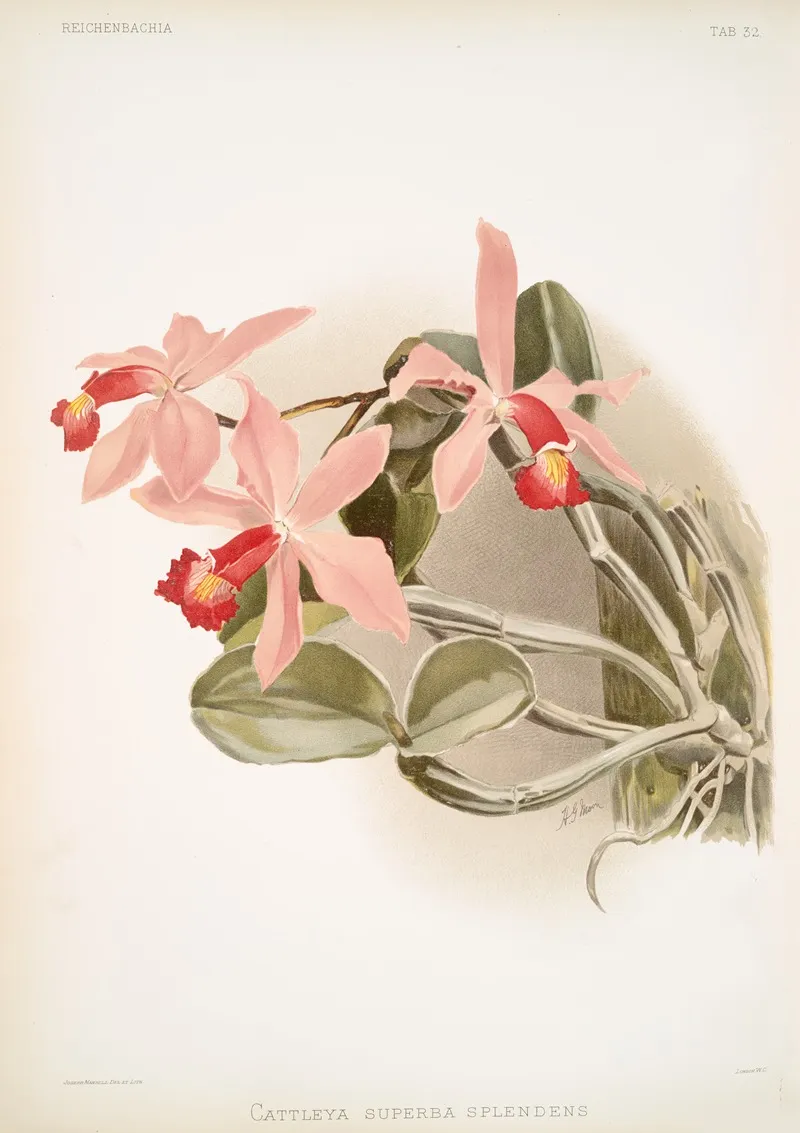 Cattleya Superba Splendens by Frederick Sander - Canvas Print