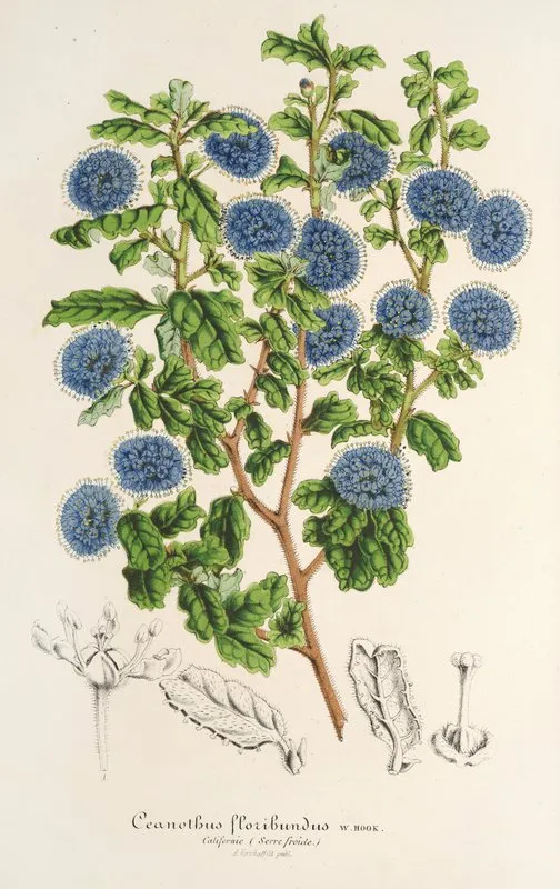 Ceanothus Floribundus