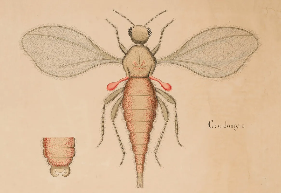 Cecidomyia