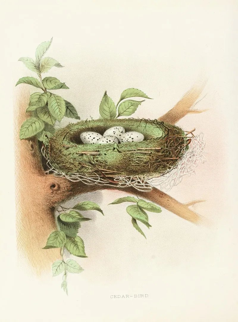 Cedar Bird by Edwin L. Sheppard - Canvas Print