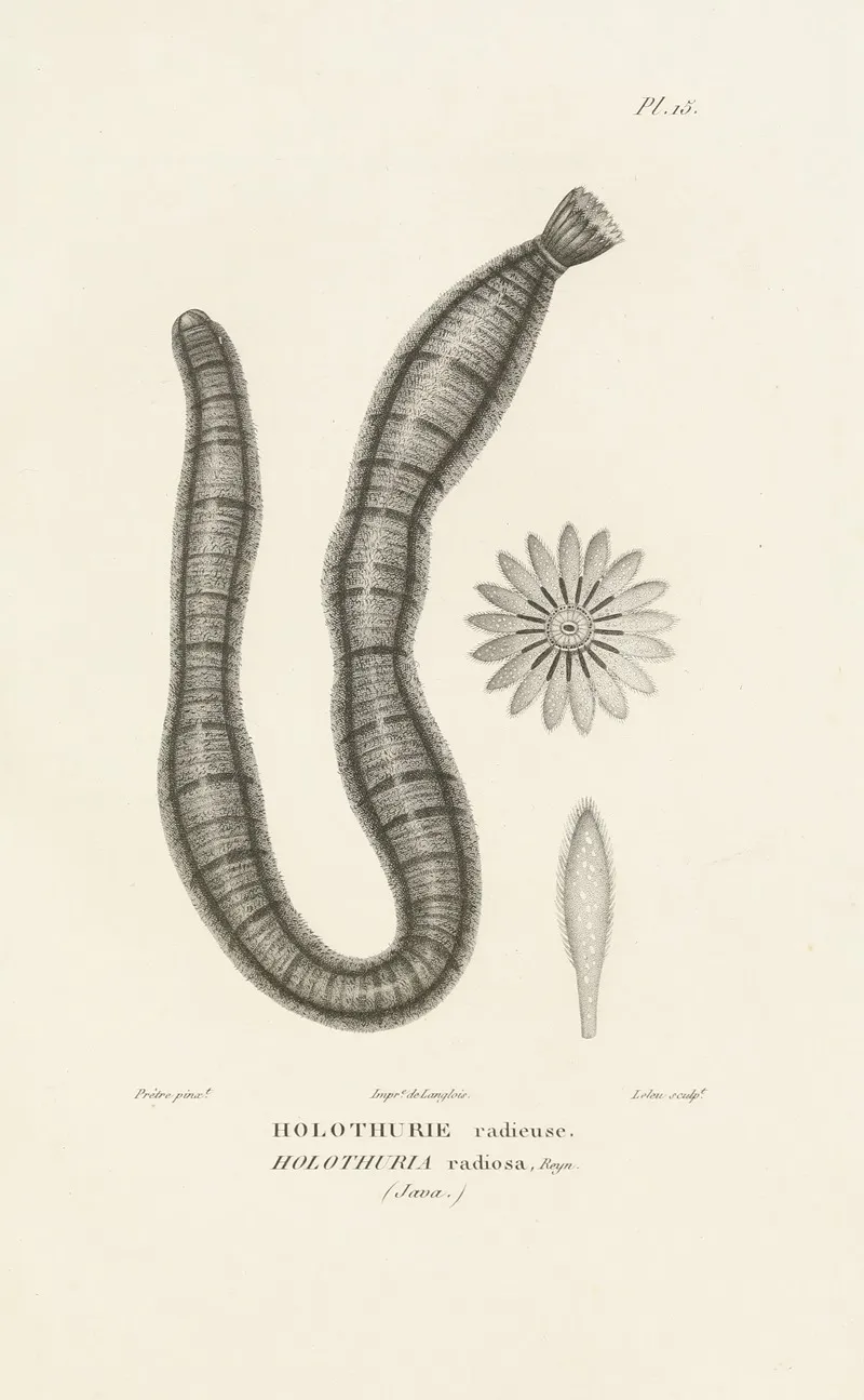 Centurie Zoologique Pl 15