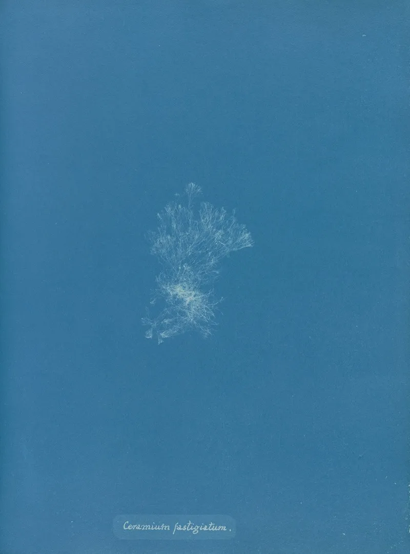 Ceramium Fastigiatum