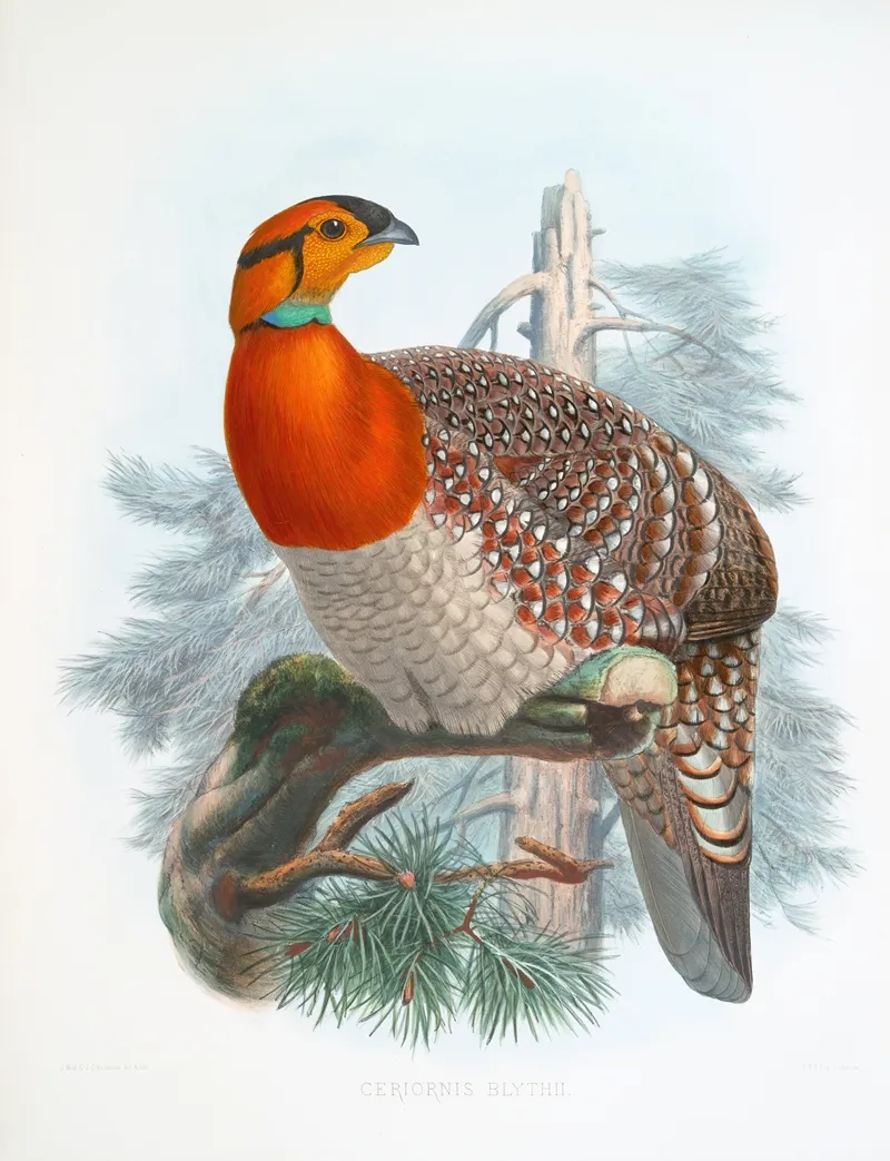 Ceriornis Blythii 2 by Joseph Smit - Canvas Print