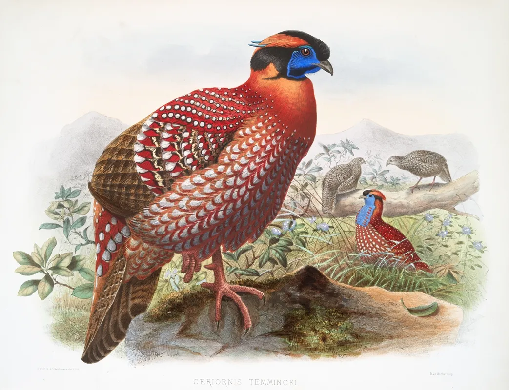 Ceriornis Temmincki 2