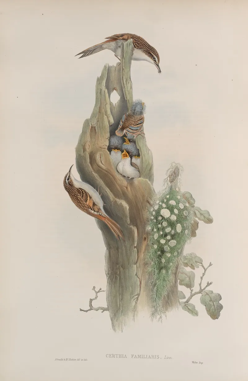 Certhia Familiaris Tree Creeper