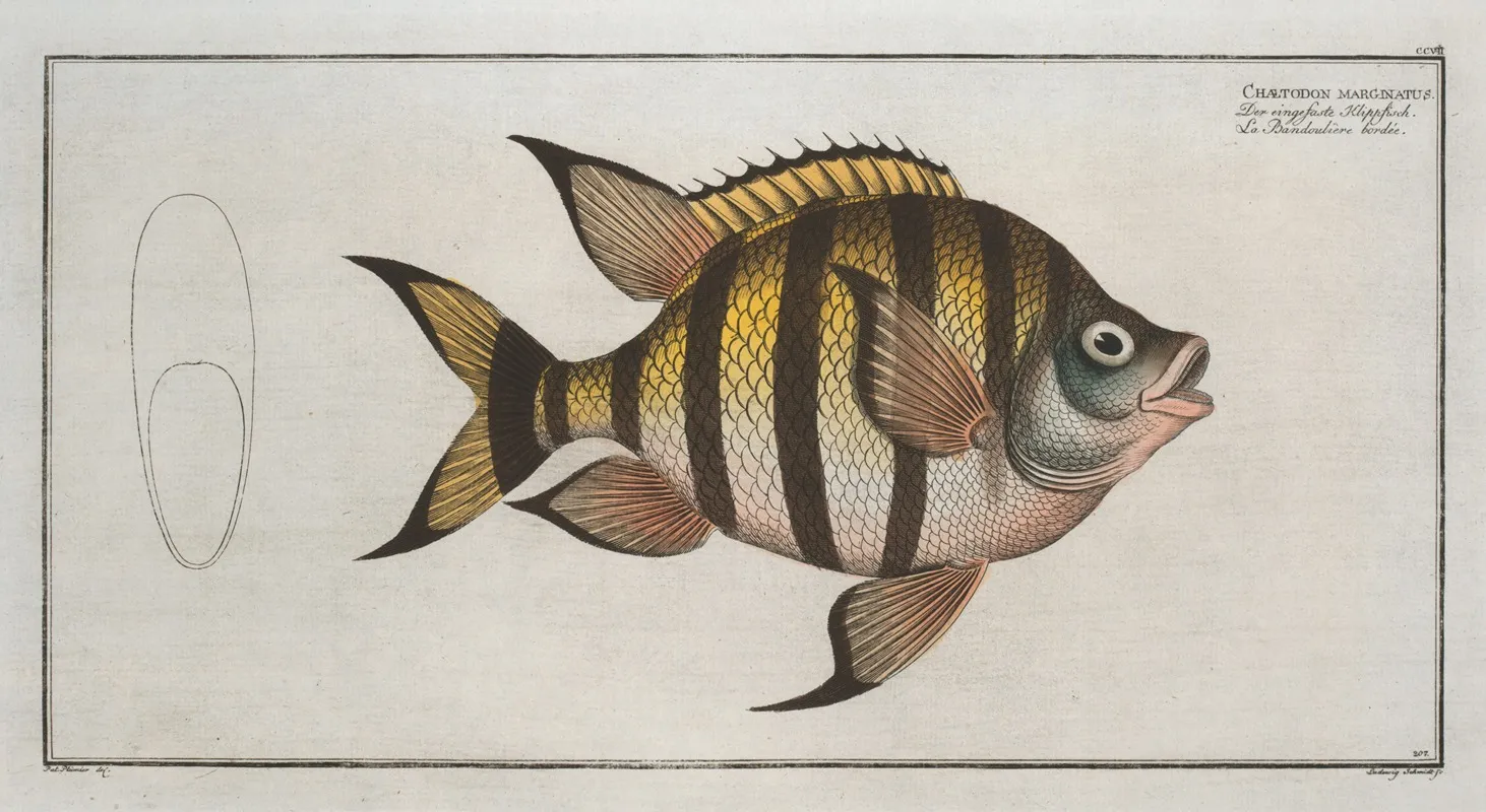 Chaetodon Marginatus by Marcus Elieser Bloch - Canvas Print