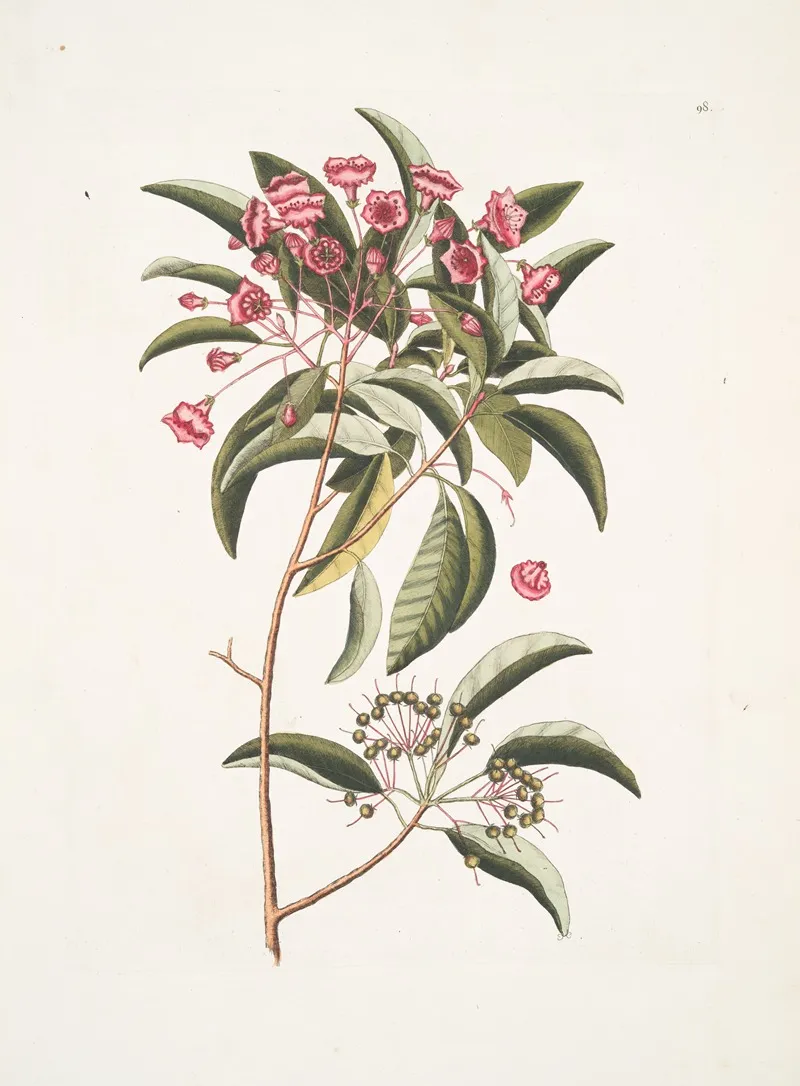 Chamaedaphne Foliis Tini