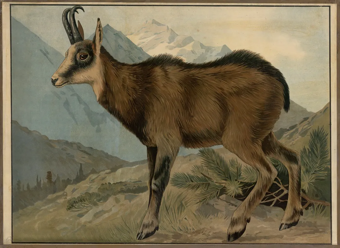 Chamois 2