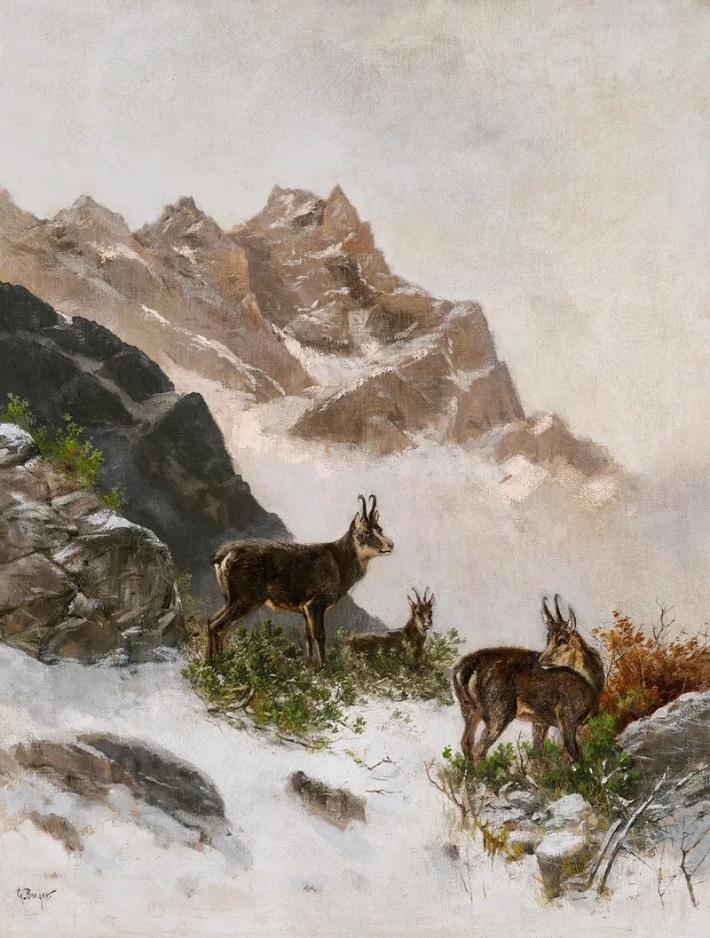 Chamois In The Snow