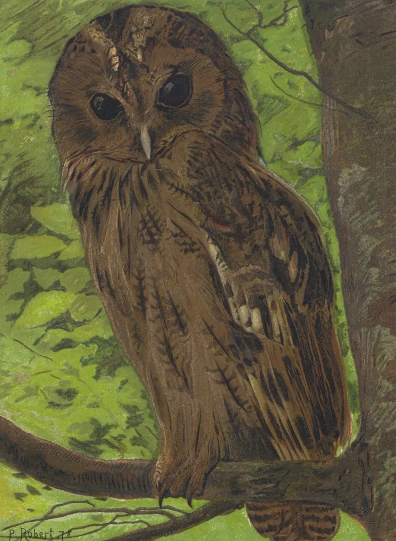 Chat Huant by Léo-Paul Robert - Canvas Print