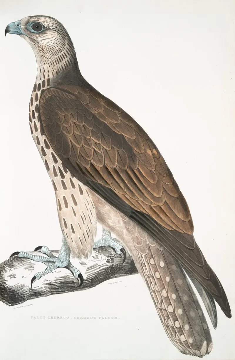 Cherrug Falcon Falco Cherrug