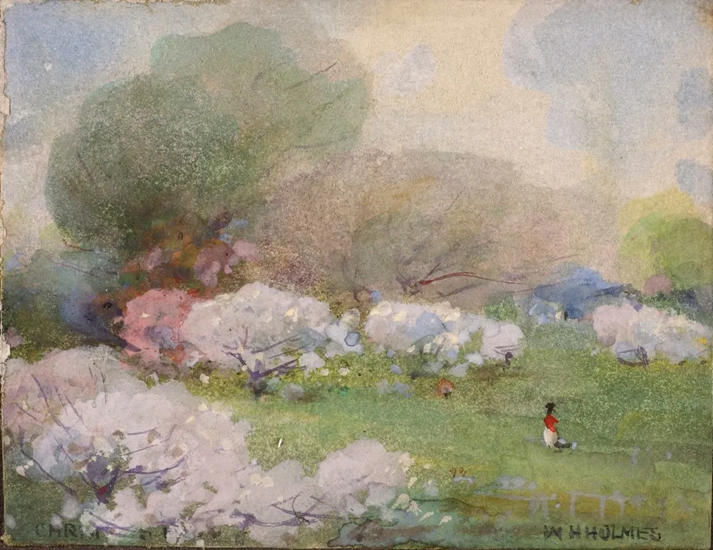 Cherry Blossoms