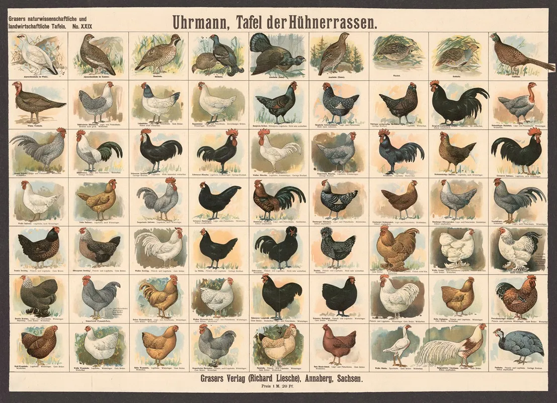 Chicken Breeds by E. Schiewick - Canvas Print