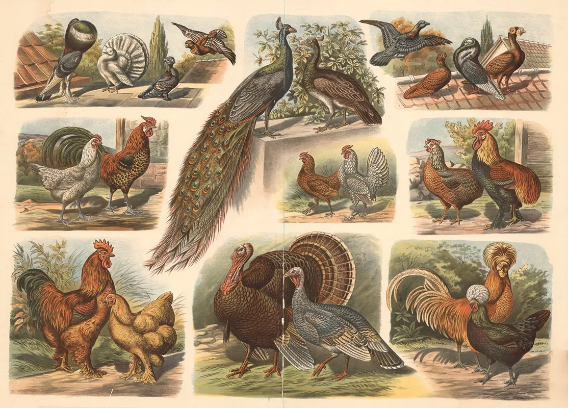 Chicken Pigeon Turkey