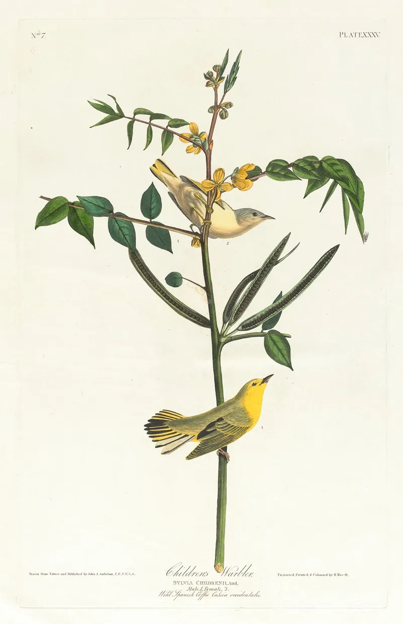 Childrens Warbler