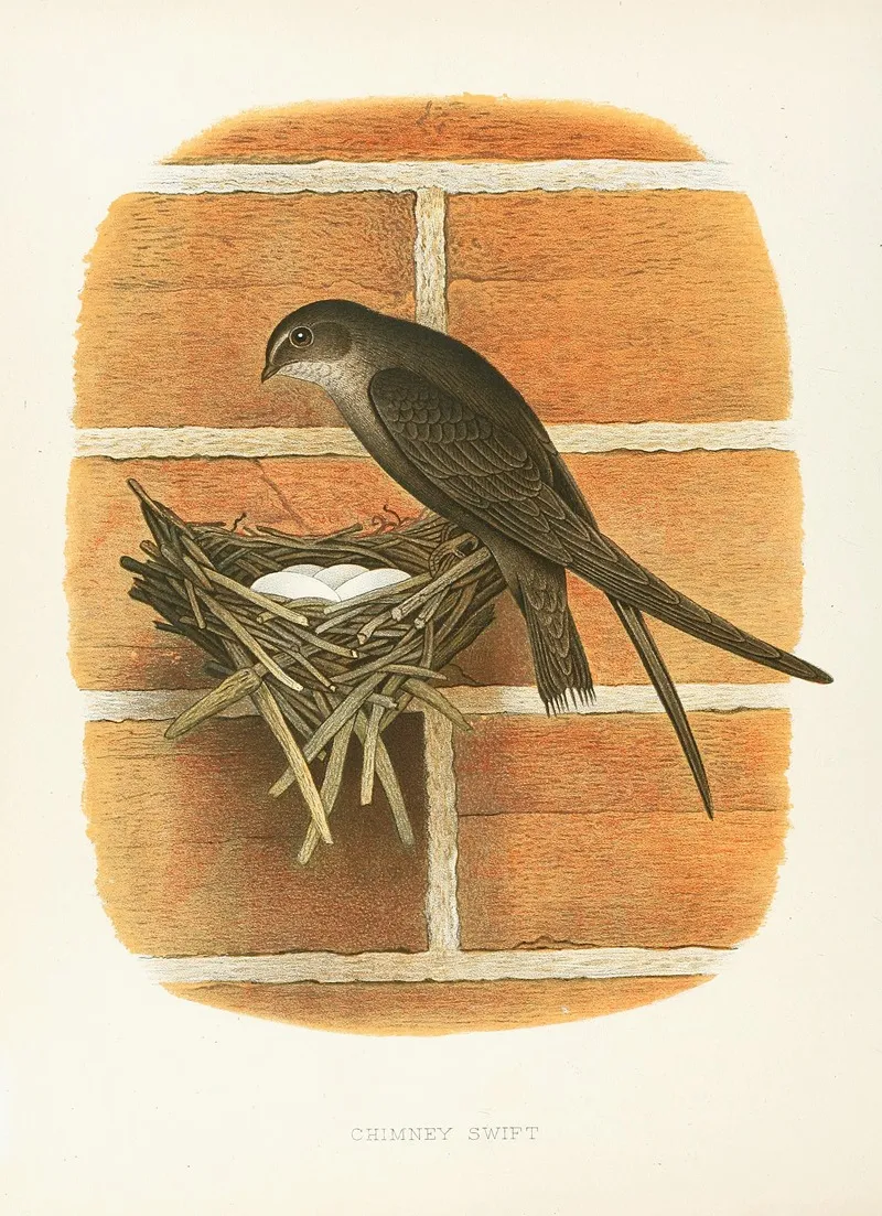 Chimney Swift by Edwin L. Sheppard - Canvas Print