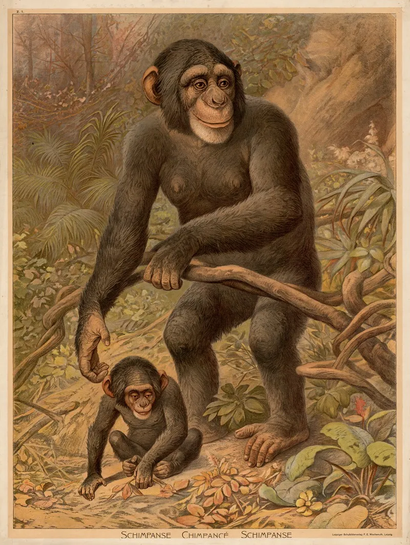 Chimpanzee 3
