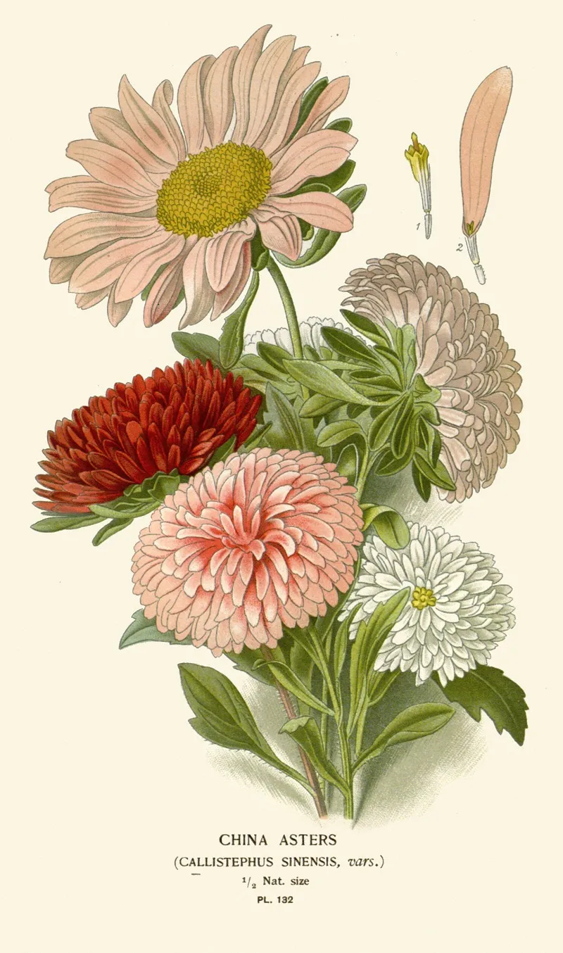 China Asters by Edward Step - Canvas Print