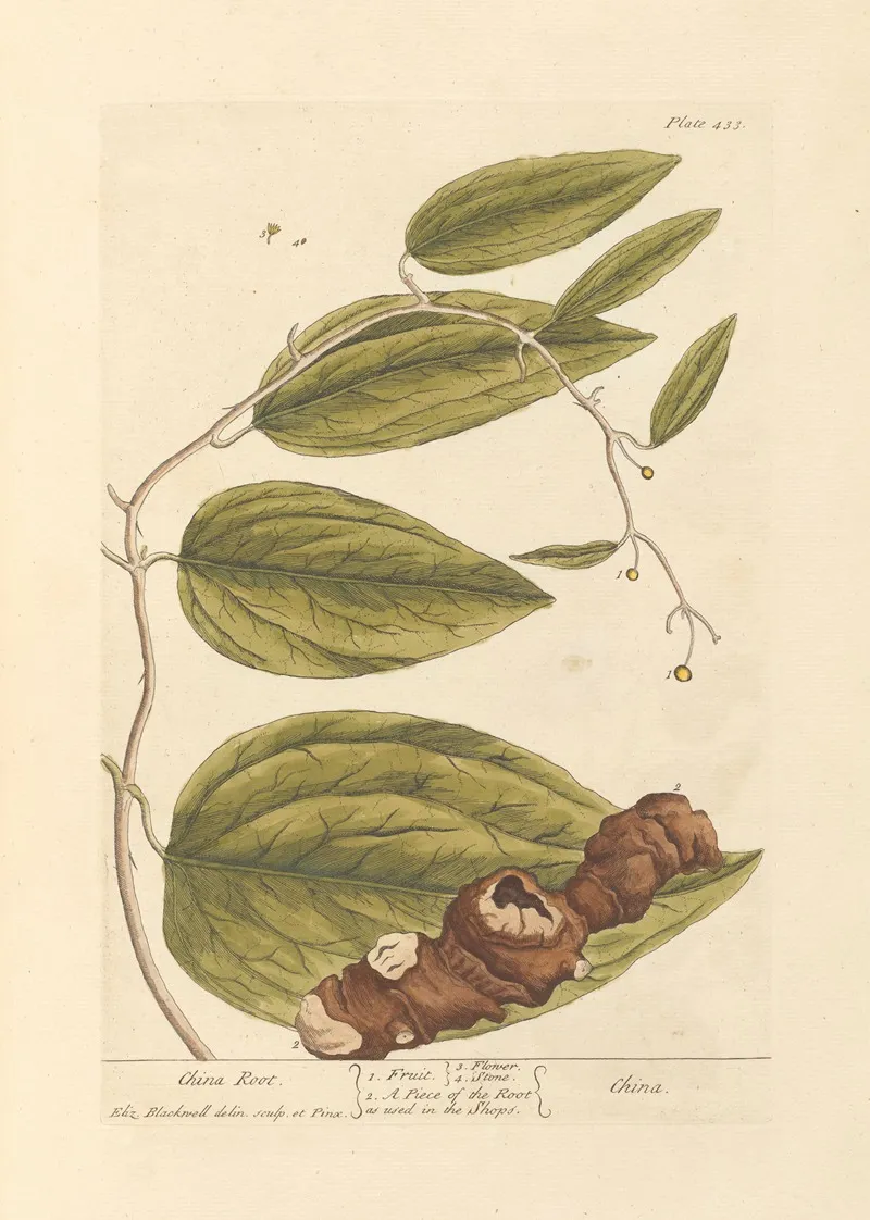 China Root