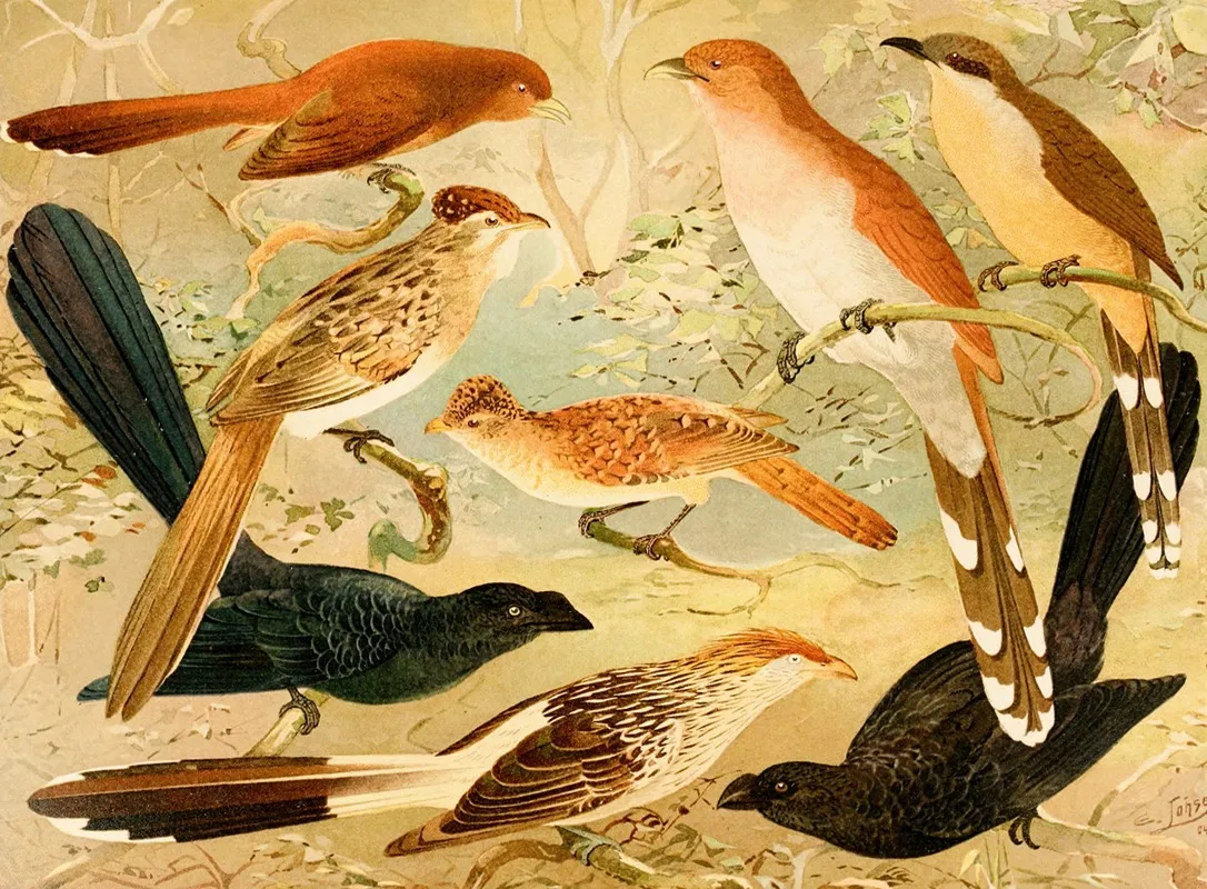 Chincoa Saci Anu Quiriru