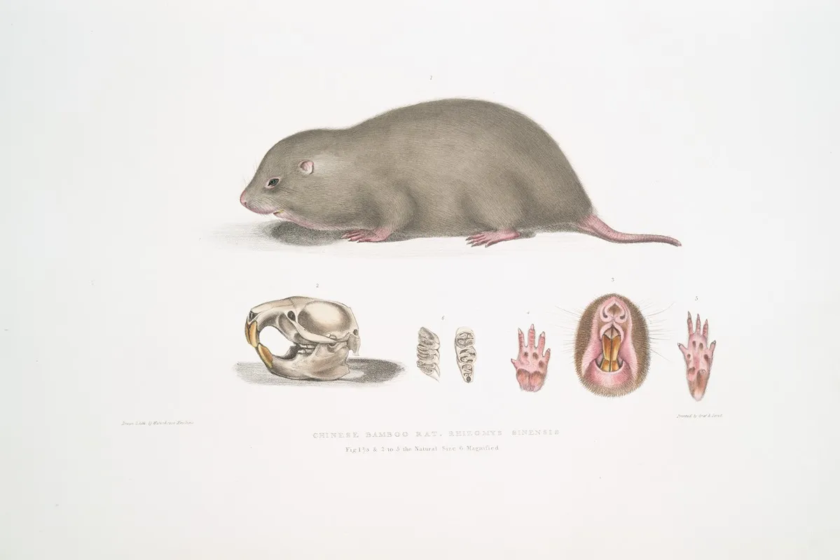 Chinese Bamboo Rat Rhizomys Sinensis