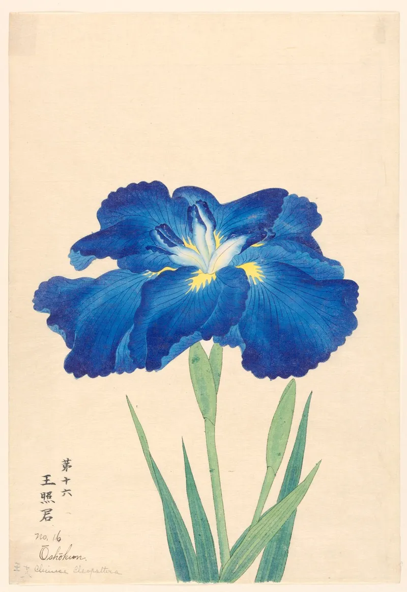 Chinese Cleopatra Oshokun