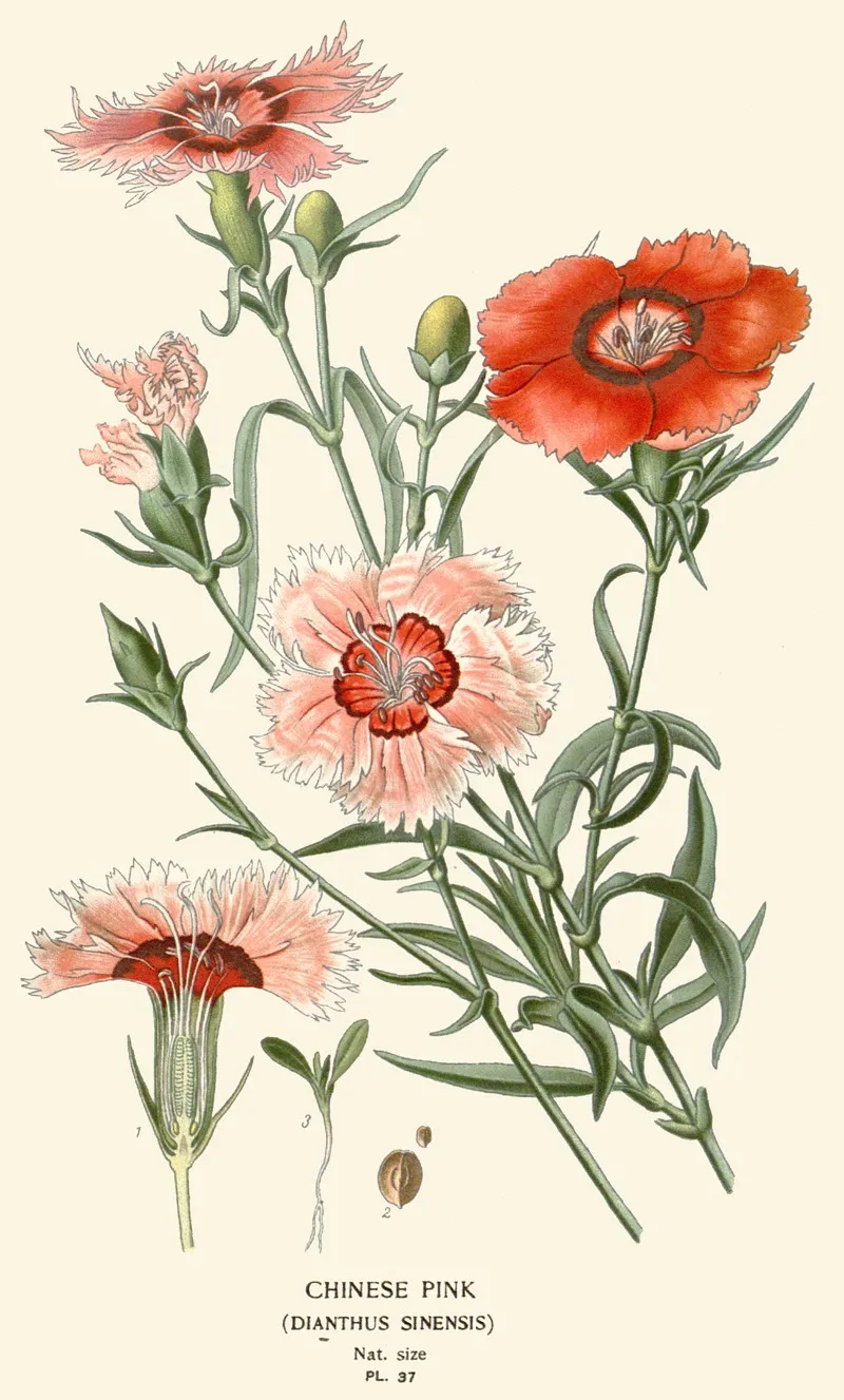 Chinese Pink by Edward Step - Canvas Print