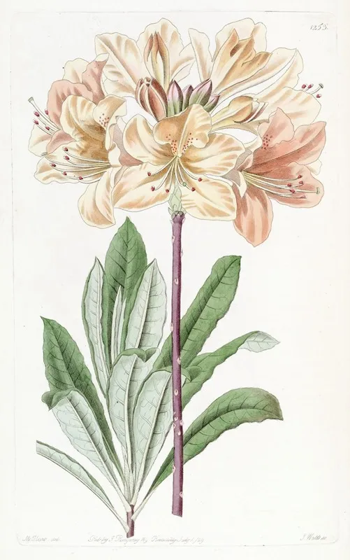 Chinese Yellow Azalea