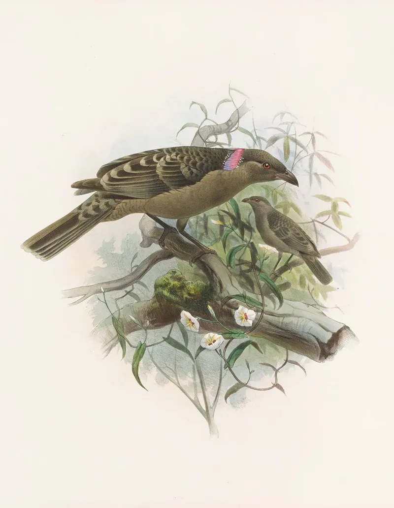 Chlamydodera Nuchalis