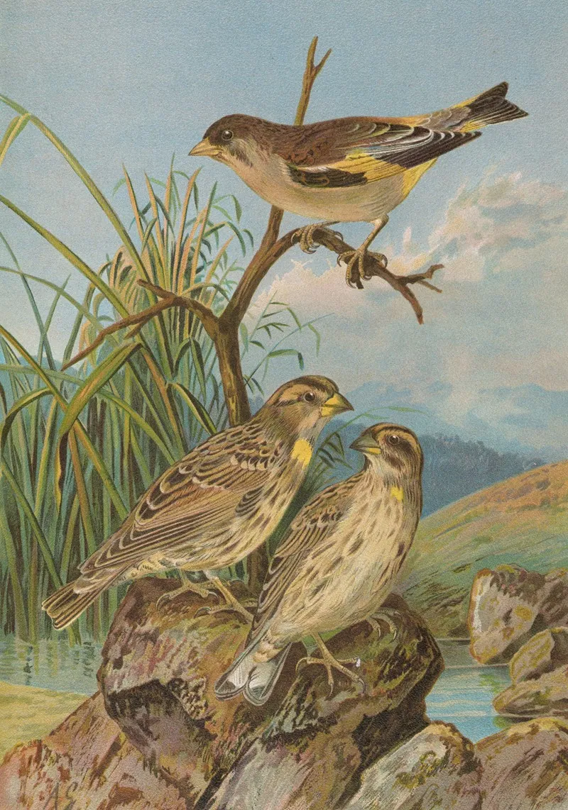 Chloris Sinica Passer Petronius