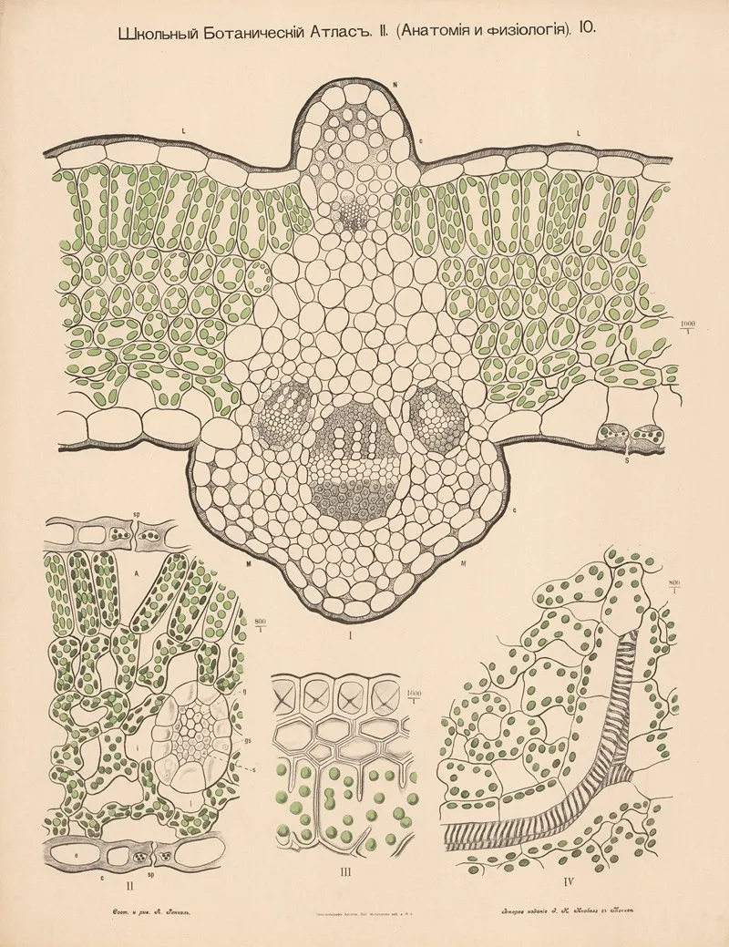 Chloroplast by Alexander-Paul Henckel - Canvas Print