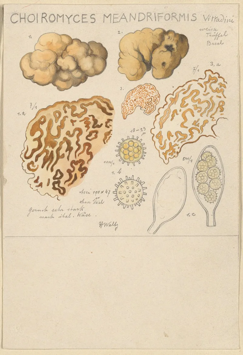 Choiromyces Meandriformis by Hans Walty - Canvas Print