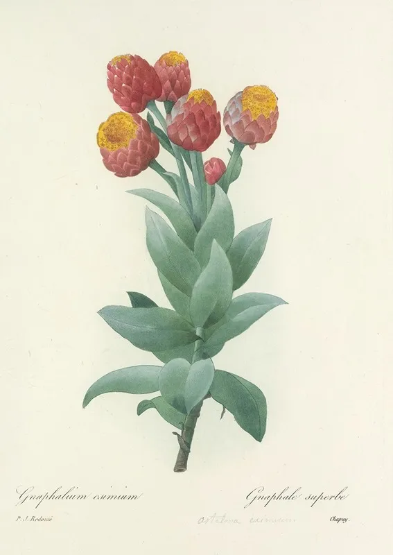 Choix Des Plus Belles Fleurs Pl 011